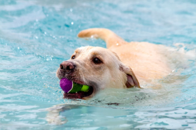 Bunt um den Hund im TaunaBad